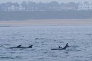 White-beaked Dolphin,Lagenorhynchus albirostris,North Sea,Northumberland,dolphin watching North Sea,North Sea Pelagics,dolphin watching Northumberland,dolphin watching England