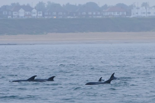 White-beaked Dolphin,Lagenorhynchus albirostris,North Sea,Northumberland,dolphin watching North Sea,North Sea Pelagics,dolphin watching Northumberland,dolphin watching England