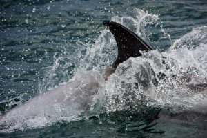 White-beaked Dolphin,Lagenorhynchus albirostris,North Sea,Northumberland,Northern Experience Pelagics,North Sea Pelagics,dolphin spotting,dolphin spotting North Sea,dolphin spotting Northumberland,whale watching,whale watching North Sea,whale watching Northumberland