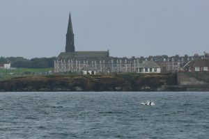 White-beaked Dolphin,Lagenorhynchus albirostris,North Sea,Northumberland,Northern Experience Pelagics,North Sea Pelagics,dolphin spotting,dolphin spotting North Sea,dolphin spotting Northumberland,whale watching,whale watching North Sea,whale watching Northumberland