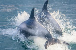 White-beaked Dolphin,Lagenorhynchus albirostris,North Sea,Northumberland,Northern Experience Pelagics,North Sea Pelagics,dolphin spotting,dolphin spotting North Sea,dolphin spotting Northumberland,whale watching,whale watching North Sea,whale watching Northumberland