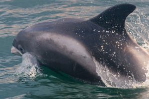 White-beaked Dolphin,Lagenorhynchus albirostris,North Sea,Northumberland,Northern Experience Pelagics,North Sea Pelagics,dolphin spotting,dolphin spotting North Sea,dolphin spotting Northumberland,whale watching,whale watching North Sea,whale watching Northumberland