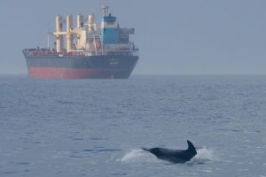 White-beaked Dolphin,Lagenorhynchus albirostris,North Sea,Northumberland,Northern Experience Pelagics,North Sea Pelagics,dolphin spotting,dolphin spotting North Sea,dolphin spotting Northumberland,whale watching,whale watching North Sea,whale watching Northumberland
