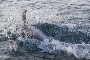 White-beaked Dolphin,Lagenorhynchus albirostris,North Sea,Northumberland,Northern Experience Wildlife Tours,Northern Experience Pelagics,whale watching UK,whale watching Northumberland,whale watching North Sea,dolphin spotting Northumberladn,dolphin spotting North Sea,dolphin spotting UK,North Sea pelagic