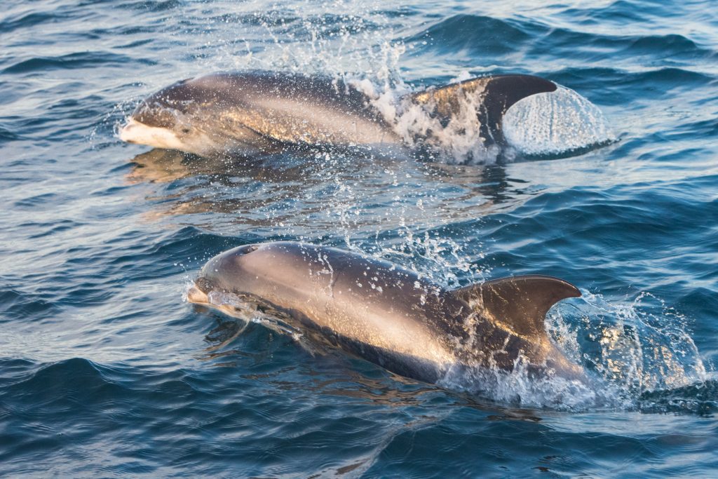 White-beaked Dolphin,Lagenorhynchus albirostris,North Sea,Northumberland,Northern Experience Wildlife Tours,Northern Experience Pelagics,whale watching UK,whale watching Northumberland,whale watching North Sea,dolphin spotting Northumberladn,dolphin spotting North Sea,dolphin spotting UK,North Sea pelagic
