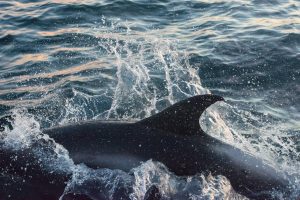 White-beaked Dolphin,Lagenorhynchus albirostris,North Sea,Northumberland,Northern Experience Wildlife Tours,Northern Experience Pelagics,whale watching UK,whale watching Northumberland,whale watching North Sea,dolphin spotting Northumberladn,dolphin spotting North Sea,dolphin spotting UK,North Sea pelagic