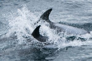 White-beaked Dolphin,Lagenorhynchus albirostris,North Sea,Northumberland,Northern Experience Wildlife Tours,Northern Experience Pelagics,North Sea dolphin spotting,North Sea whalewatching,North Sea whale watching,Northumberland dolphin spotting,Northumberland whalewatching,Northumberland whale watching