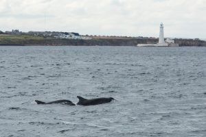 Bottlenose Dolphin,Tursiops truncatus,North Sea,Northumberland,St Mary's Island,Northern Experience Wildlife Tours,Northern Experience Pelagics,North Sea dolphin spotting,North Sea whalewatching,North Sea whale watching,Northumberland dolphin spotting,Northumberland whalewatching,Northumberland whale watching