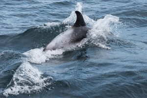 White-beaked Dolphin,Lagenorhynchus albirostris,North Sea,Northumberland,Northern Experience Wildlife Tours,Northern Experience Pelagics,North Sea dolphin spotting,North Sea whalewatching,North Sea whale watching,Northumberland dolphin spotting,Northumberland whalewatching,Northumberland whale watching