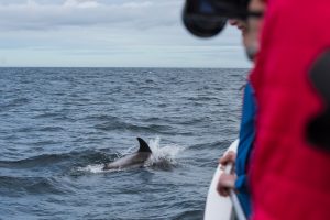 White-beaked Dolphin,Lagenorhynchus albirostris,North Sea,Northumberland,Northern Experience Wildlife Tours,Northern Experience Pelagics,North Sea dolphin spotting,North Sea whalewatching,North Sea whale watching,Northumberland dolphin spotting,Northumberland whalewatching,Northumberland whale watching