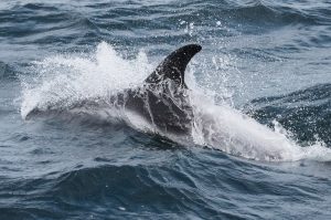White-beaked Dolphin,Lagenorhynchus albirostris,North Sea,Northumberland,Northern Experience Wildlife Tours,Northern Experience Pelagics,North Sea dolphin spotting,North Sea whalewatching,North Sea whale watching,Northumberland dolphin spotting,Northumberland whalewatching,Northumberland whale watching