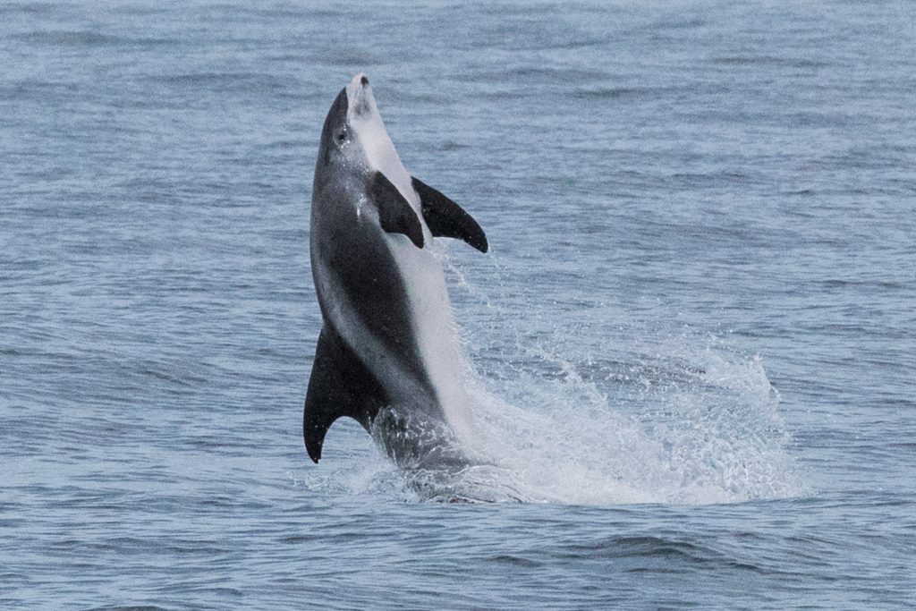 White-beaked Dolphin,Lagenorhynchus albirostris,North Sea,Northumberland,Northern Experience Wildlife Tours,Northern Experience Pelagics,North Sea dolphin spotting,North Sea whalewatching,North Sea whale watching,Northumberland dolphin spotting,Northumberland whalewatching,Northumberland whale watching