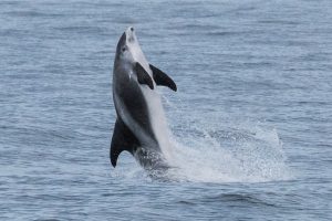 White-beaked Dolphin,Lagenorhynchus albirostris,North Sea,Northumberland,Northern Experience Wildlife Tours,Northern Experience Pelagics,North Sea dolphin spotting,North Sea whalewatching,North Sea whale watching,Northumberland dolphin spotting,Northumberland whalewatching,Northumberland whale watching
