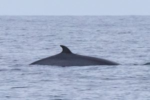 Minke Whale,Balaenoptera acutorostrata,North Sea,Northumberland,Northern Experience Wildlife Tours,Northern Experience Pelagics,North Sea dolphin spotting,North Sea whalewatching,North Sea whale watching,Northumberland dolphin spotting,Northumberland whalewatching,Northumberland whale watching