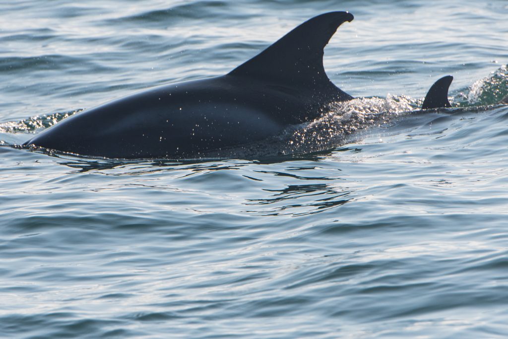 Our 10hr Northumberland Ultimate Pelagic out on the North Sea on 02/09/17 featured a mother and calf White-beaked Dolphin and a fascinating insight into their behaviour
