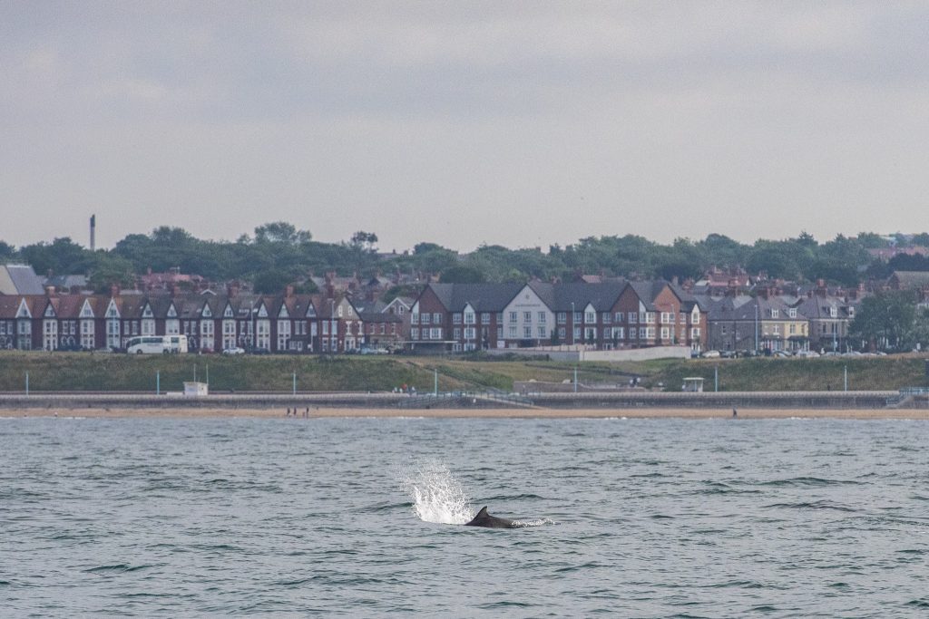 Bottlnose Dolphins spent over an hour playing around the boat on our 4hr evening pelagic off Whitley Bay and St Mary's Island on 29/06/18