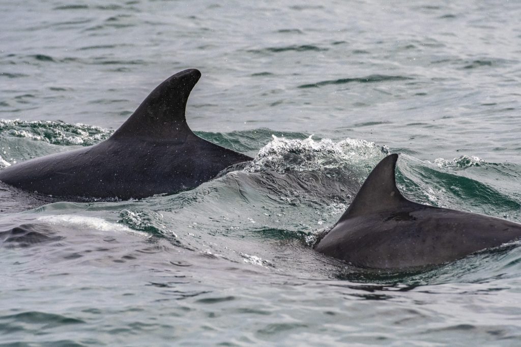 Bottlnose Dolphins spent over an hour playing around the boat on our 4hr evening pelagic off Whitley Bay and St Mary's Island on 29/06/18