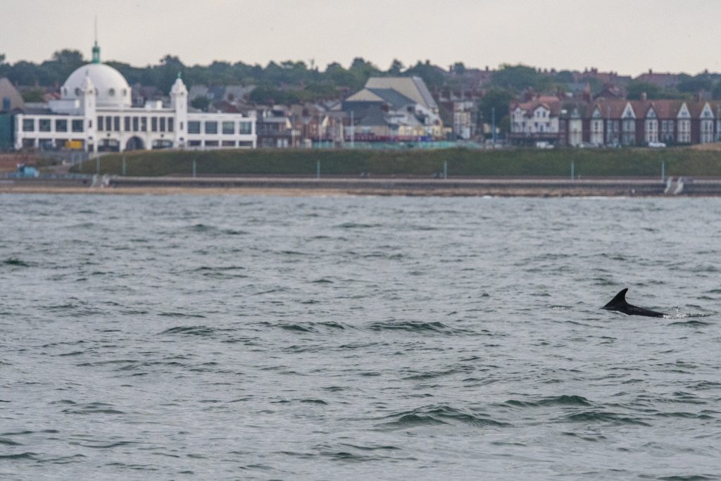Bottlnose Dolphins spent over an hour playing around the boat on our 4hr evening pelagic off Whitley Bay and St Mary's Island on 29/06/18