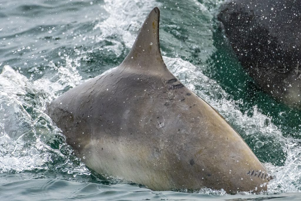Bottlnose Dolphins spent over an hour playing around the boat on our 4hr evening pelagic off Whitley Bay and St Mary's Island on 29/06/18