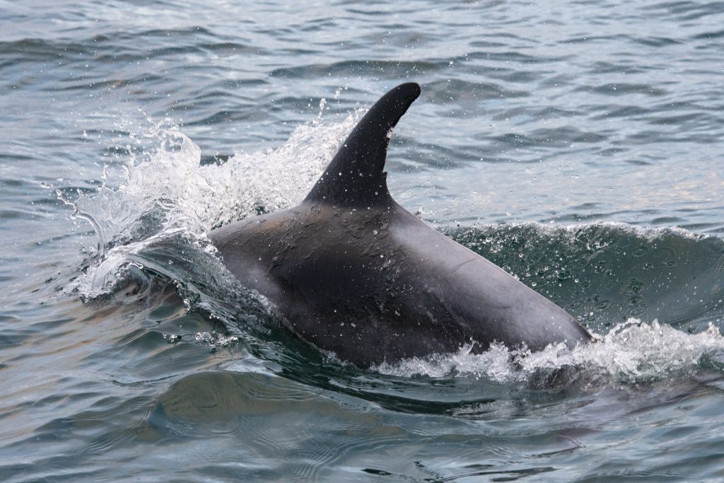 White-beaked Dolphins [Lagenorhynchus albirostris] were the highlight of our 4hr North Sea pelagic sailing on 11/07/18