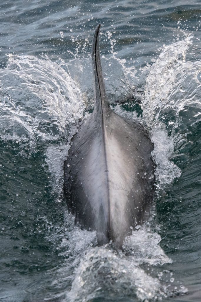 White-beaked Dolphins [Lagenorhynchus albirostris] were the highlight of our 4hr North Sea pelagic sailing on 11/07/18