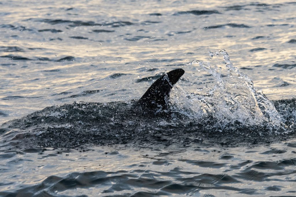 White-beaked Dolphins [Lagenorhynchus albirostris] were the highlight of our 4hr North Sea pelagic sailing on 11/07/18