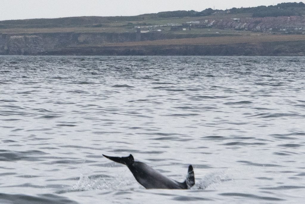 White-beaked Dolphin,Lagenorhynchus albirostris,Northumberland,pelagic,North Sea,Northumberland pelagic,dolphin spotting Northumberland,whale watching Northumberland,North Sea pelagic,Northern Experience Pelagics,Northern Experience Wildlife Tours,sunset,sunset cruise
