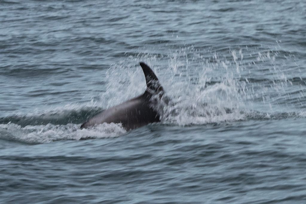 White-beaked Dolphin,Lagenorhynchus albirostris,Northumberland,pelagic,North Sea,Northumberland pelagic,dolphin spotting Northumberland,whale watching Northumberland,North Sea pelagic,Northern Experience Pelagics,Northern Experience Wildlife Tours,sunset,sunset cruise
