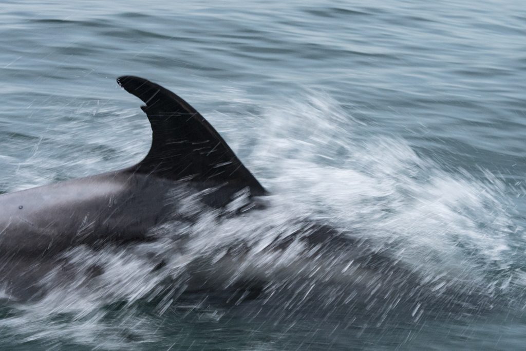 White-beaked Dolphin,Lagenorhynchus albirostris,Northumberland,pelagic,North Sea,Northumberland pelagic,dolphin spotting Northumberland,whale watching Northumberland,North Sea pelagic,Northern Experience Pelagics,Northern Experience Wildlife Tours,sunset,sunset cruise