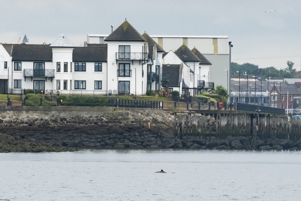 White-beaked Dolphin,Lagenorhynchus albirostris,Northumberland,pelagic,North Sea,Northumberland pelagic,dolphin spotting Northumberland,whale watching Northumberland,North Sea pelagic,Northern Experience Pelagics,Northern Experience Wildlife Tours,sunset,sunset cruise