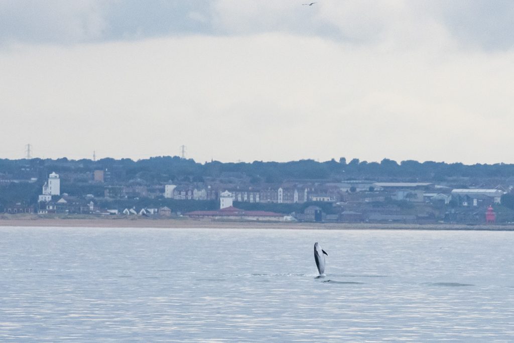 White-beaked Dolphin,Lagenorhynchus albirostris,Northumberland,pelagic,North Sea,Northumberland pelagic,dolphin spotting Northumberland,whale watching Northumberland,North Sea pelagic,Northern Experience Pelagics,Northern Experience Wildlife Tours,sunset,sunset cruise