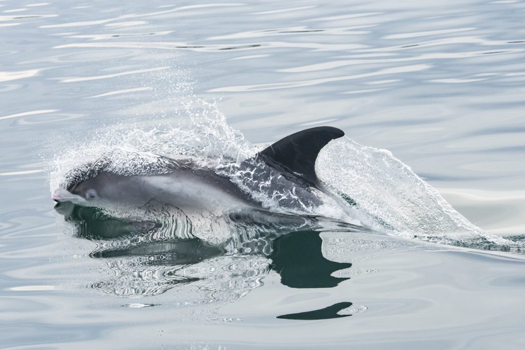White-beaked Dolphin,Lagenorhynchus albirostris,Northumberland,pelagic,North Sea,Northumberland pelagic,dolphin spotting Northumberland,whale watching Northumberland,North Sea pelagic,Northern Experience Pelagics,Northern Experience Wildlife Tours,sunset,sunset cruise