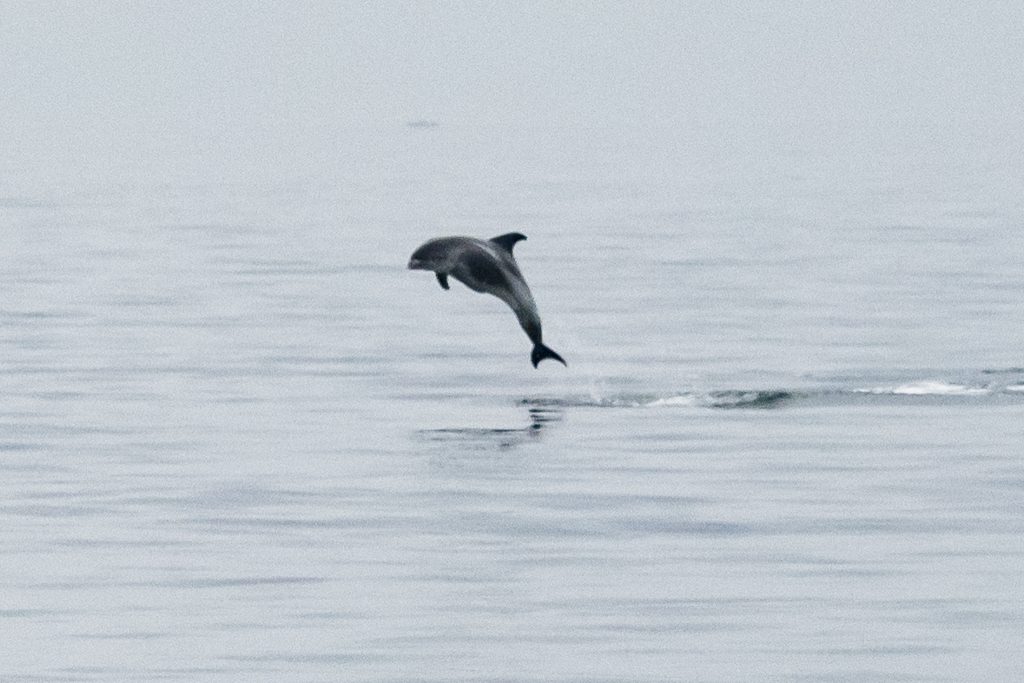 White-beaked Dolphin,Lagenorhynchus albirostris,Northumberland,pelagic,North Sea,Northumberland pelagic,dolphin spotting Northumberland,whale watching Northumberland,North Sea pelagic,Northern Experience Pelagics,Northern Experience Wildlife Tours,sunset,sunset cruise