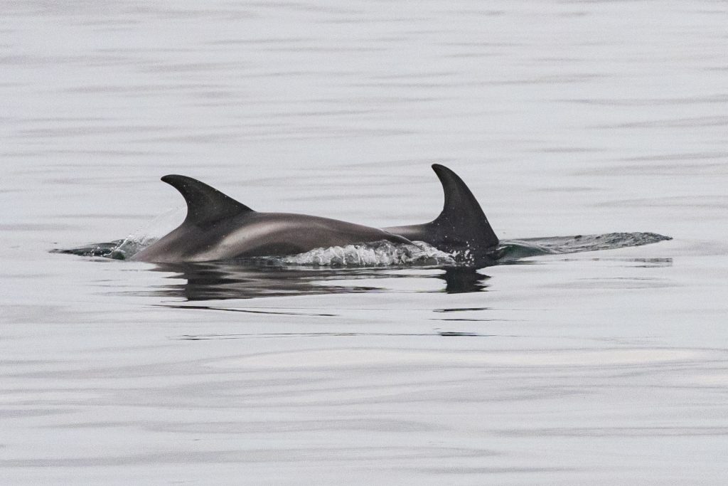 White-beaked Dolphin,Lagenorhynchus albirostris,Northumberland,pelagic,North Sea,Northumberland pelagic,dolphin spotting Northumberland,whale watching Northumberland,North Sea pelagic,Northern Experience Pelagics,Northern Experience Wildlife Tours,sunset,sunset cruise