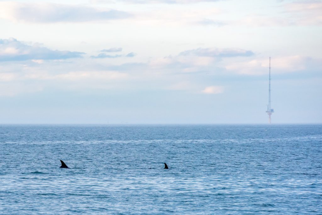 White-beaked Dolphin, Lagenorhynchus albirostris,Northumberland,dolphin spotting, dolphin spotting Northumberland, dolphin spotting UK, dolphin spotting England, dolphin spotting North Sea, whale watching Northumberland, whale watching UK, whale watching England, whale watching North Sea