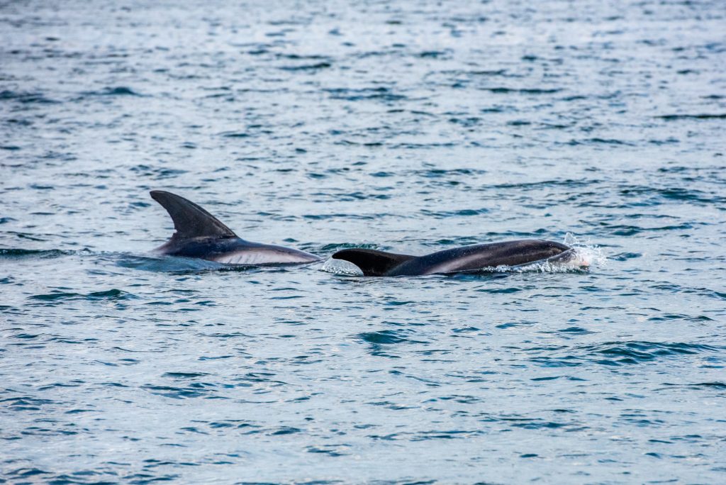 White-beaked Dolphin, Lagenorhynchus albirostris,Northumberland,dolphin spotting, dolphin spotting Northumberland, dolphin spotting UK, dolphin spotting England, dolphin spotting North Sea, whale watching Northumberland, whale watching UK, whale watching England, whale watching North Sea