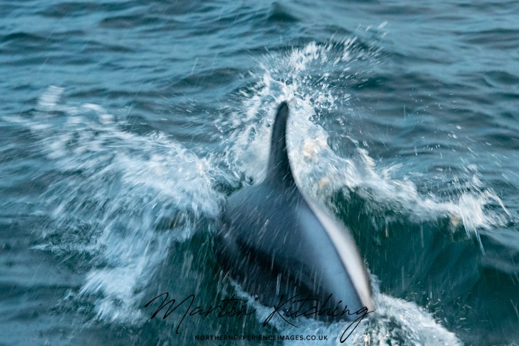 White-beaked Dolphin, Lagenorhynchus albirostris,Northumberland,dolphin spotting, dolphin spotting Northumberland, dolphin spotting UK, dolphin spotting England, dolphin spotting North Sea, whale watching Northumberland, whale watching UK, whale watching England, whale watching North Sea