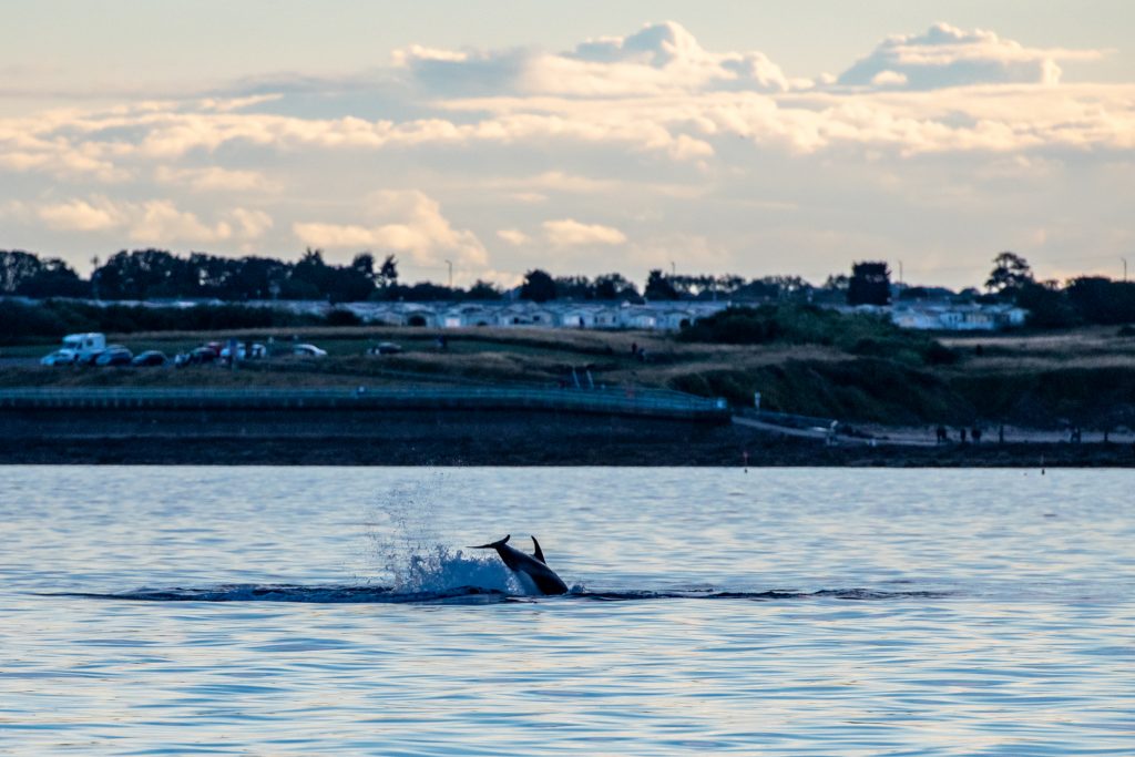 White-beaked Dolphin, Lagenorhynchus albirostris,Northumberland,dolphin spotting, dolphin spotting Northumberland, dolphin spotting UK, dolphin spotting England, dolphin spotting North Sea, whale watching Northumberland, whale watching UK, whale watching England, whale watching North Sea