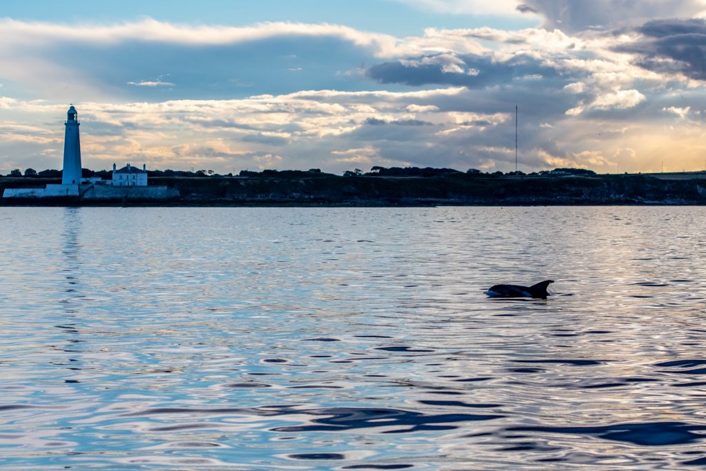 White-beaked Dolphin, Lagenorhynchus albirostris,Northumberland,dolphin spotting, dolphin spotting Northumberland, dolphin spotting UK, dolphin spotting England, dolphin spotting North Sea, whale watching Northumberland, whale watching UK, whale watching England, whale watching North Sea