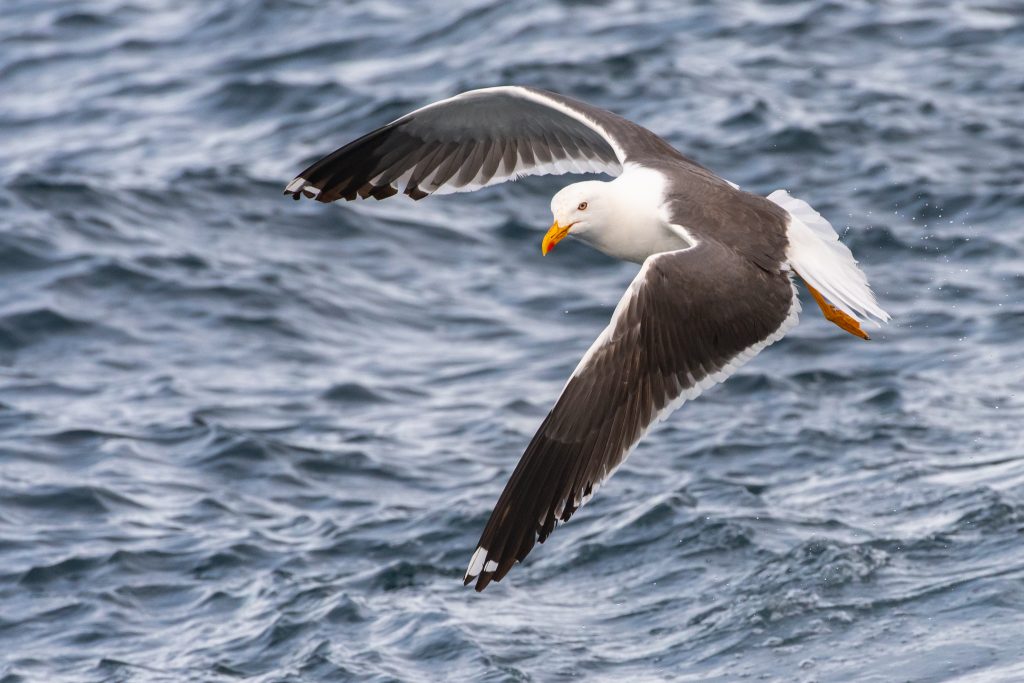 White-beaked Dolphin, Lagenorhynchus albirostris,Northumberland,dolphin spotting, dolphin spotting Northumberland, dolphin spotting UK, dolphin spotting England, dolphin spotting North Sea, whale watching Northumberland, whale watching UK, whale watching England, whale watching North Sea