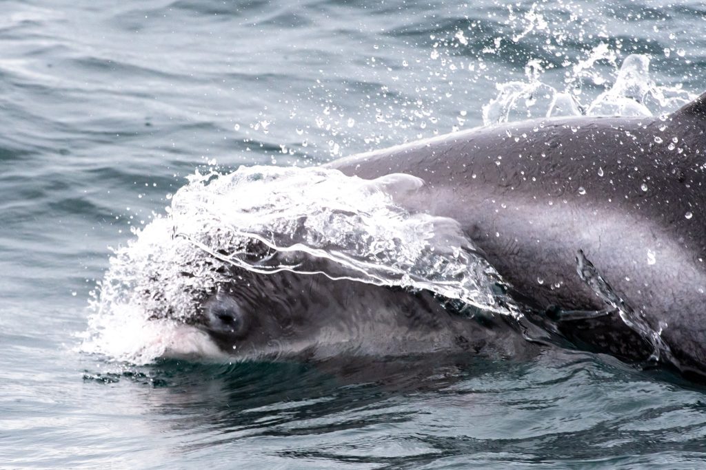 White-beaked Dolphin, Lagenorhynchus albirostris,Northumberland,dolphin spotting, dolphin spotting Northumberland, dolphin spotting UK, dolphin spotting England, dolphin spotting North Sea, whale watching Northumberland, whale watching UK, whale watching England, whale watching North Sea