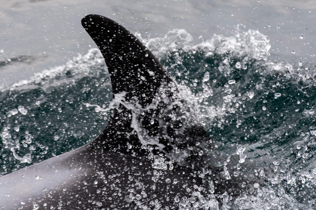 White-beaked Dolphin, Lagenorhynchus albirostris,Northumberland,dolphin spotting, dolphin spotting Northumberland, dolphin spotting UK, dolphin spotting England, dolphin spotting North Sea, whale watching Northumberland, whale watching UK, whale watching England, whale watching North Sea