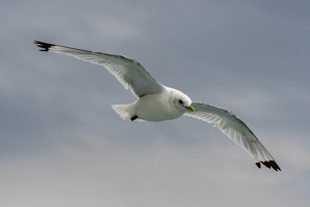 Minke Whale, Balaenoptera acutorostrata, Black-legged Kittiwake, Rissa tridactyla,Northern Fulmar, Fulmarus glacialis,White-beaked Dolphin, Lagenorhynchus albirostris,Northumberland,dolphin spotting, dolphin spotting Northumberland, dolphin spotting UK, dolphin spotting England, dolphin spotting North Sea, whale watching Northumberland, whale watching UK, whale watching England, whale watching North Sea