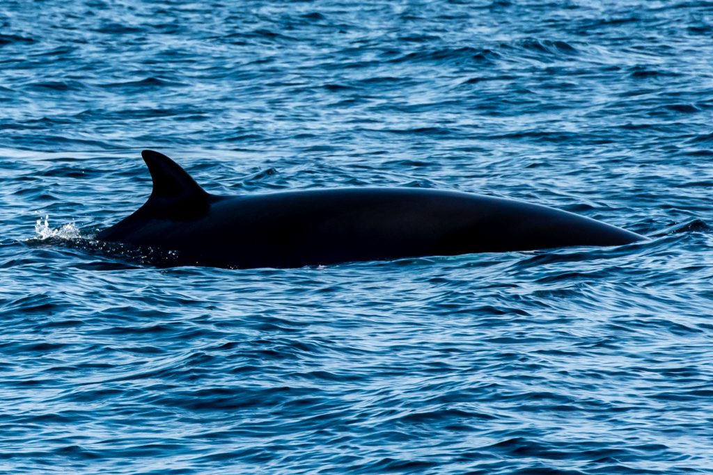 Minke Whale, Balaenoptera acutorostrata, Black-legged Kittiwake, Rissa tridactyla,Northern Fulmar, Fulmarus glacialis,White-beaked Dolphin, Lagenorhynchus albirostris,Northumberland,dolphin spotting, dolphin spotting Northumberland, dolphin spotting UK, dolphin spotting England, dolphin spotting North Sea, whale watching Northumberland, whale watching UK, whale watching England, whale watching North Sea