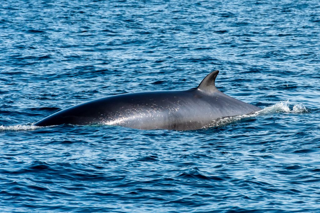 Minke Whale, Balaenoptera acutorostrata, Black-legged Kittiwake, Rissa tridactyla,Northern Fulmar, Fulmarus glacialis,White-beaked Dolphin, Lagenorhynchus albirostris,Northumberland,dolphin spotting, dolphin spotting Northumberland, dolphin spotting UK, dolphin spotting England, dolphin spotting North Sea, whale watching Northumberland, whale watching UK, whale watching England, whale watching North Sea
