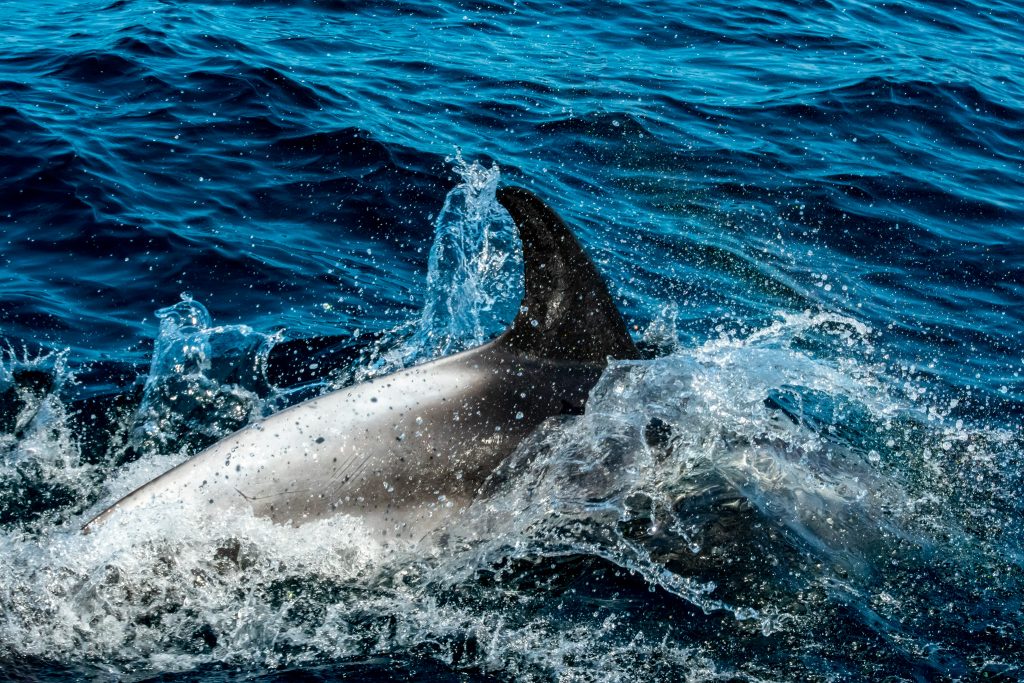 Minke Whale, Balaenoptera acutorostrata, Black-legged Kittiwake, Rissa tridactyla,Northern Fulmar, Fulmarus glacialis,White-beaked Dolphin, Lagenorhynchus albirostris,Northumberland,dolphin spotting, dolphin spotting Northumberland, dolphin spotting UK, dolphin spotting England, dolphin spotting North Sea, whale watching Northumberland, whale watching UK, whale watching England, whale watching North Sea