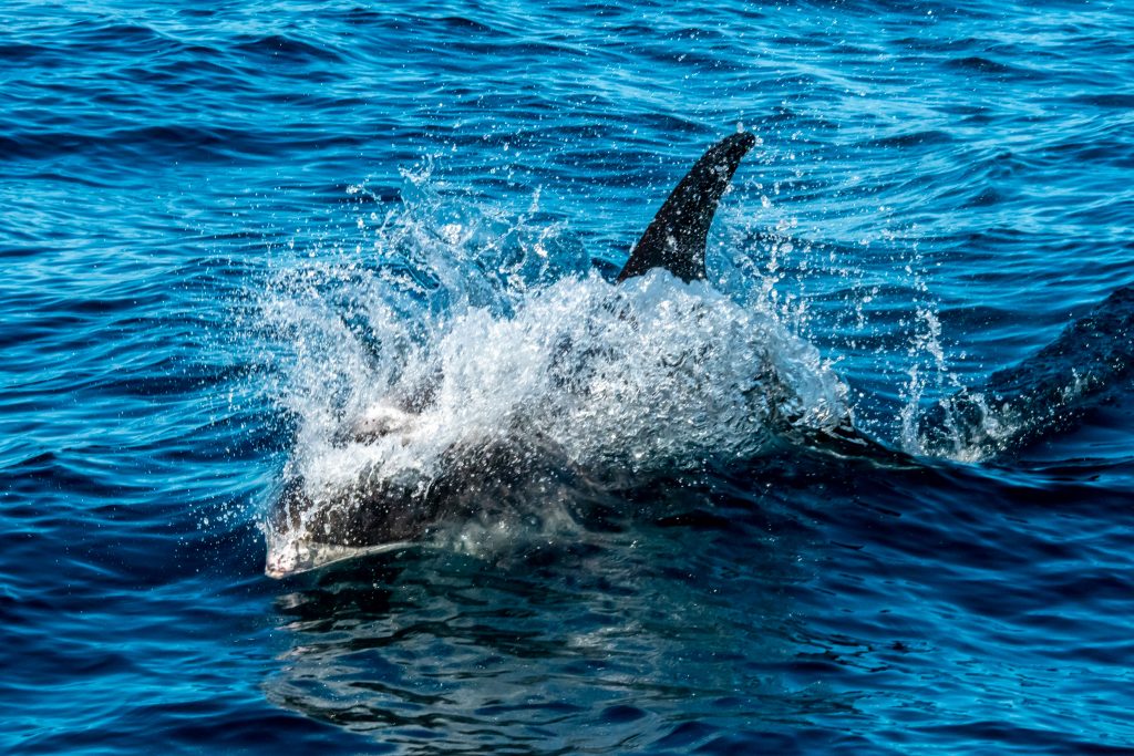 Minke Whale, Balaenoptera acutorostrata, Black-legged Kittiwake, Rissa tridactyla,Northern Fulmar, Fulmarus glacialis,White-beaked Dolphin, Lagenorhynchus albirostris,Northumberland,dolphin spotting, dolphin spotting Northumberland, dolphin spotting UK, dolphin spotting England, dolphin spotting North Sea, whale watching Northumberland, whale watching UK, whale watching England, whale watching North Sea