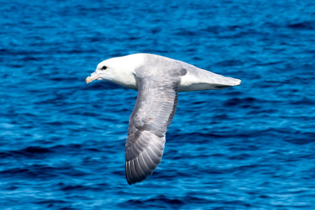 Minke Whale, Balaenoptera acutorostrata, Black-legged Kittiwake, Rissa tridactyla,Northern Fulmar, Fulmarus glacialis,White-beaked Dolphin, Lagenorhynchus albirostris,Northumberland,dolphin spotting, dolphin spotting Northumberland, dolphin spotting UK, dolphin spotting England, dolphin spotting North Sea, whale watching Northumberland, whale watching UK, whale watching England, whale watching North Sea