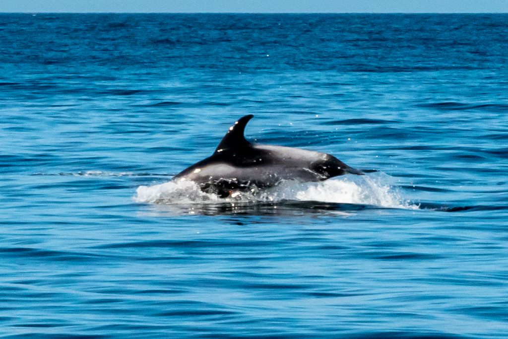 Minke Whale, Balaenoptera acutorostrata, Black-legged Kittiwake, Rissa tridactyla,Northern Fulmar, Fulmarus glacialis,White-beaked Dolphin, Lagenorhynchus albirostris,Northumberland,dolphin spotting, dolphin spotting Northumberland, dolphin spotting UK, dolphin spotting England, dolphin spotting North Sea, whale watching Northumberland, whale watching UK, whale watching England, whale watching North Sea