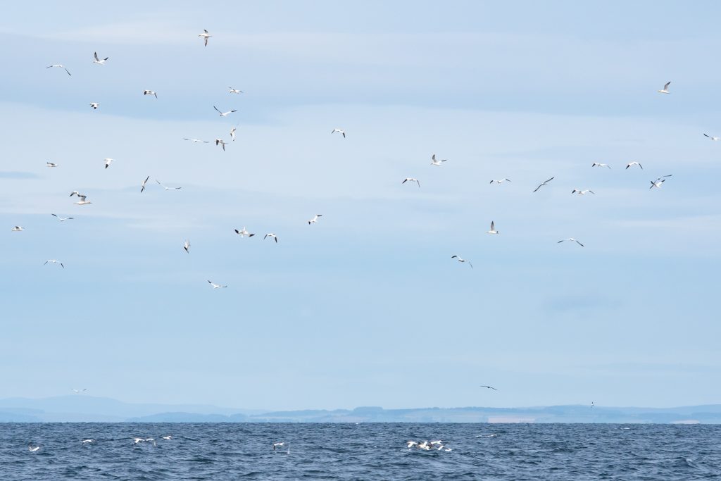 Minke Whale, Balaenoptera acutorostrata, Black-legged Kittiwake, Rissa tridactyla,Northern Fulmar, Fulmarus glacialis,White-beaked Dolphin, Lagenorhynchus albirostris,Northumberland,dolphin spotting, dolphin spotting Northumberland, dolphin spotting UK, dolphin spotting England, dolphin spotting North Sea, whale watching Northumberland, whale watching UK, whale watching England, whale watching North Sea
